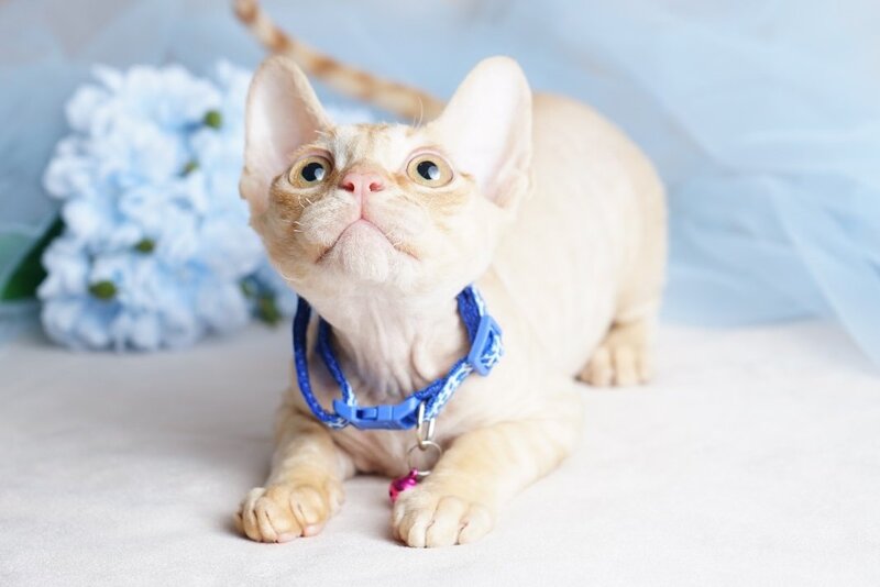 Leo Devon Rex male red - live animals