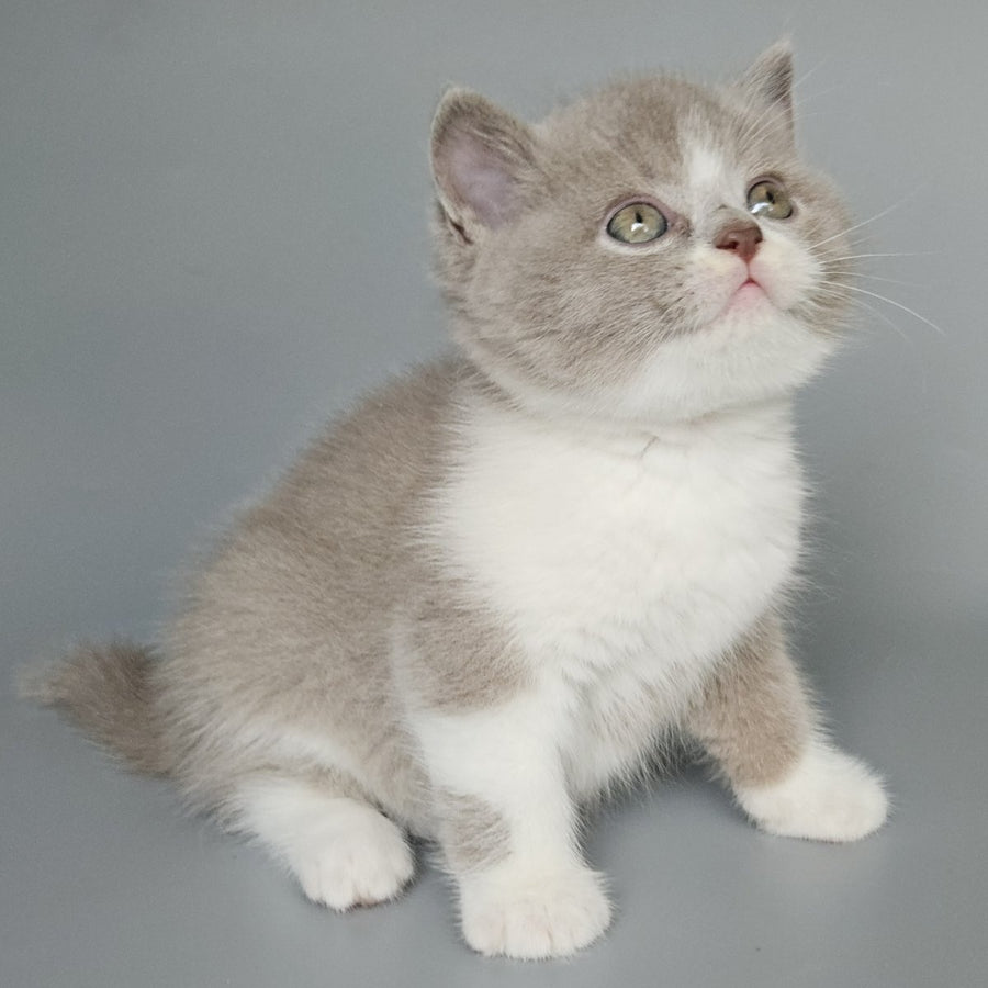 Bruno British Shorthair male, fawn bicolour