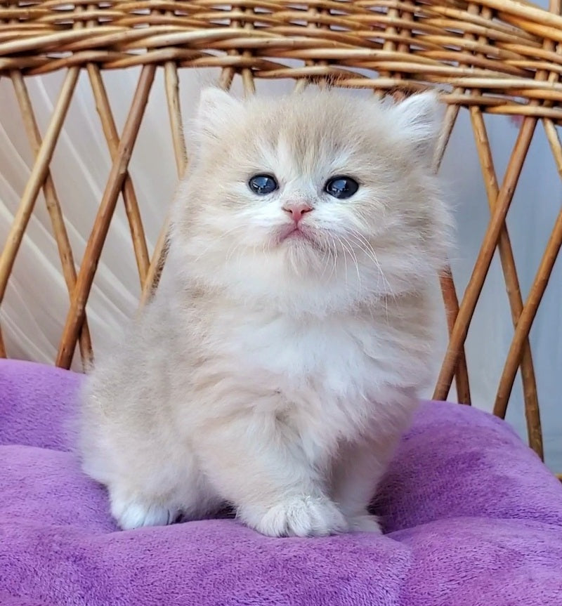 Zara British Longhair female blue golden shaded - live animals