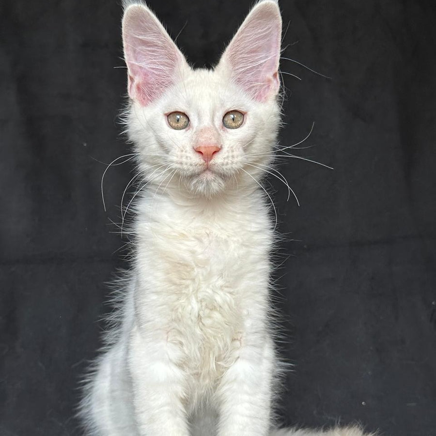 Jumbo Maine Coon polydactyl 6x6x6x6 male, red silver shaded
