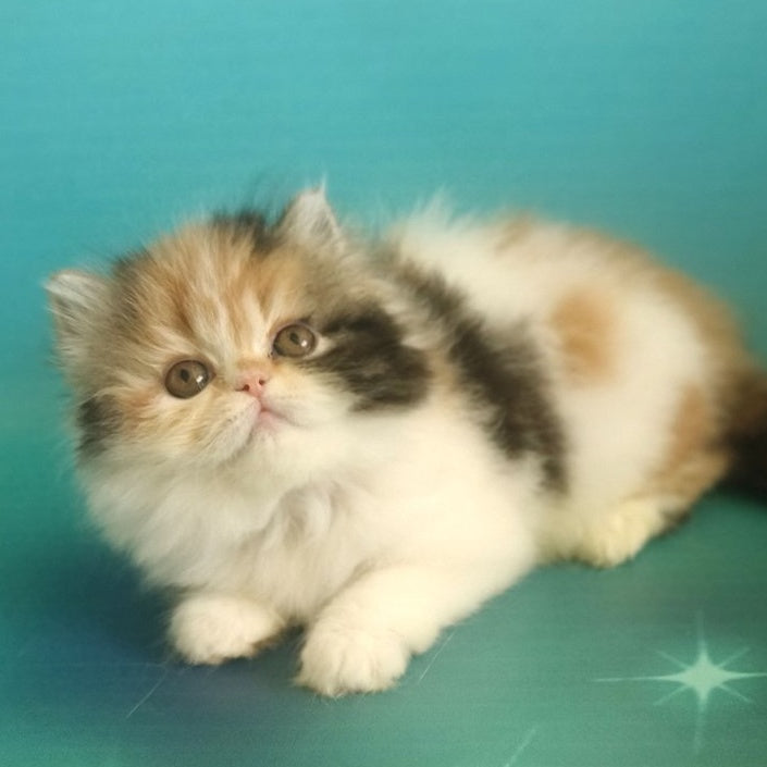 Nora Persian female, black tortie bicolour