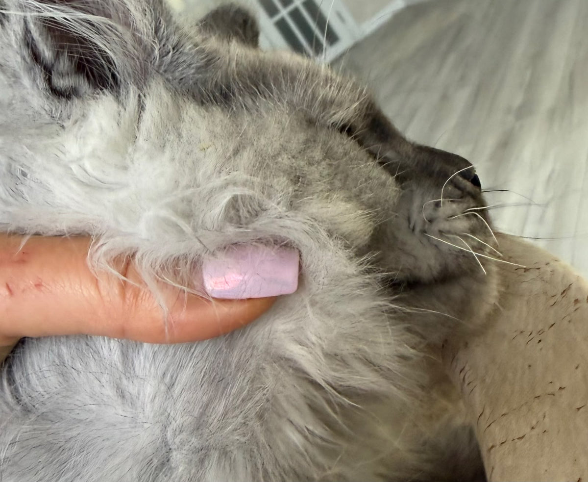 Pirat Maine Coon male, black silver