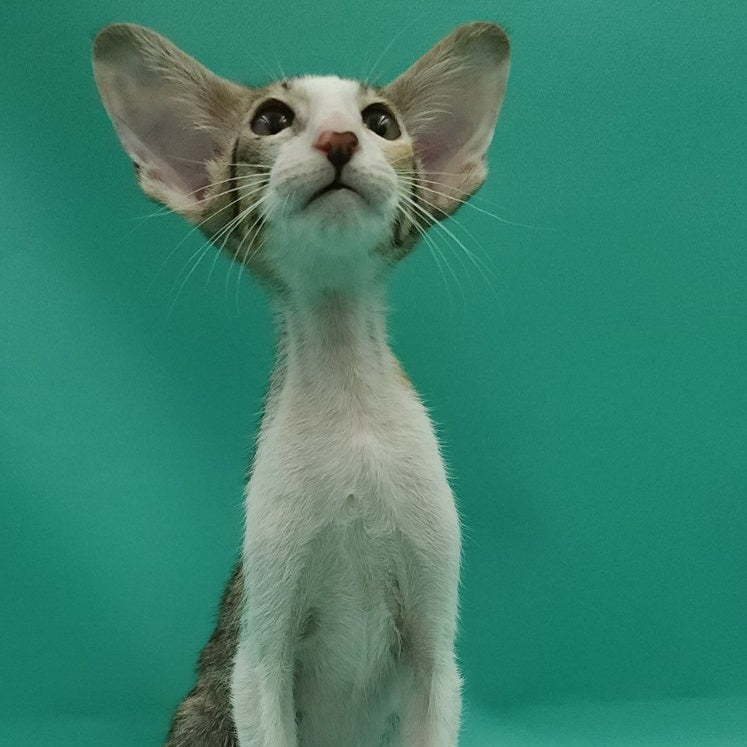 Valery Oriental Shorthair female, black tortie bicolour spotted tabby