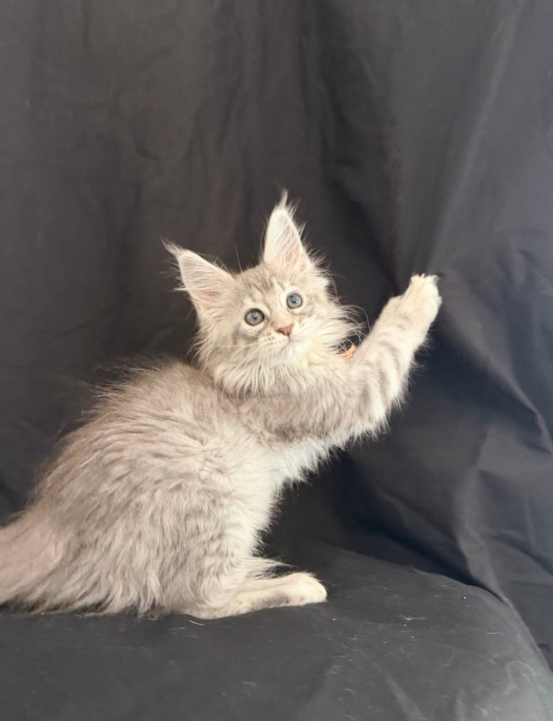 Zarqa Maine Coon female, blue silver tabby