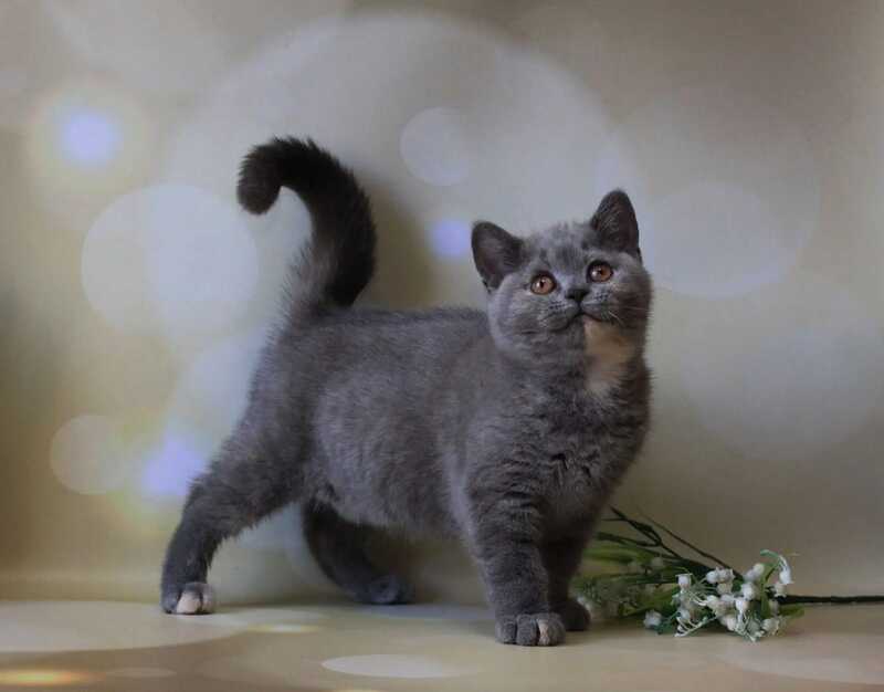 Cessi British Shorthair female blue tortie - live animals
