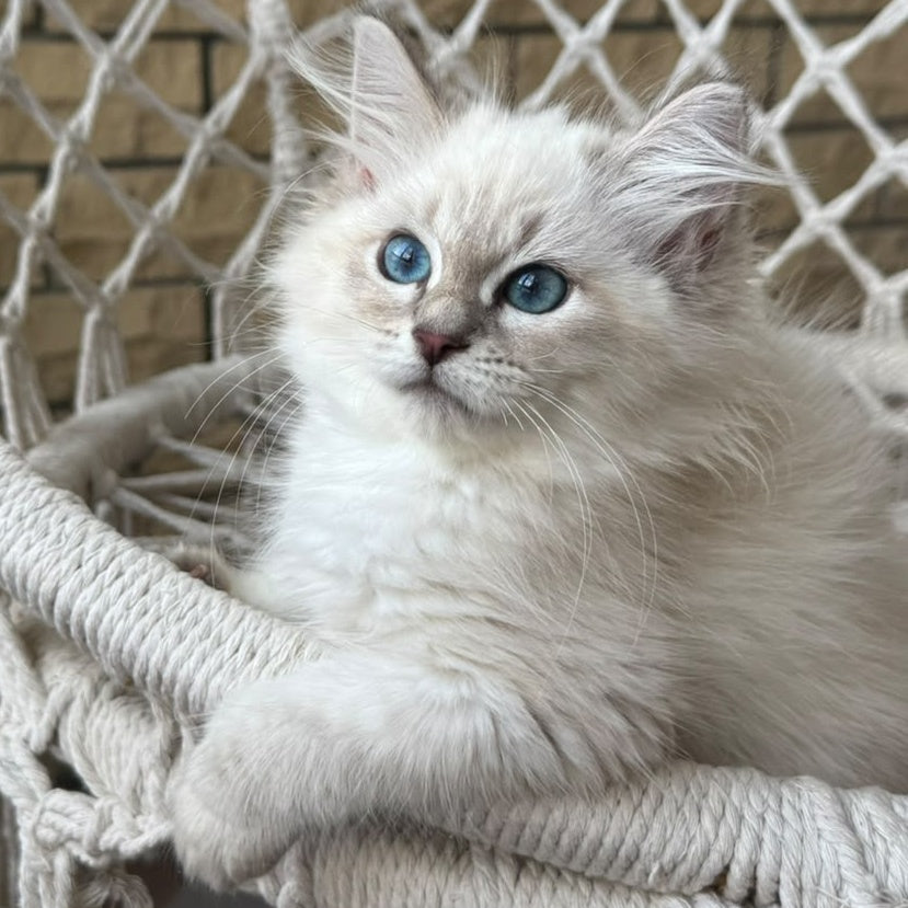 Mary Siberian female, blue pointed