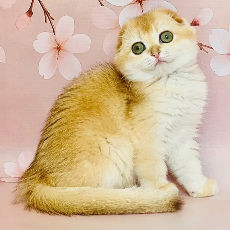 Karamelka Scottish Fold female, chocolate golden chinchilla