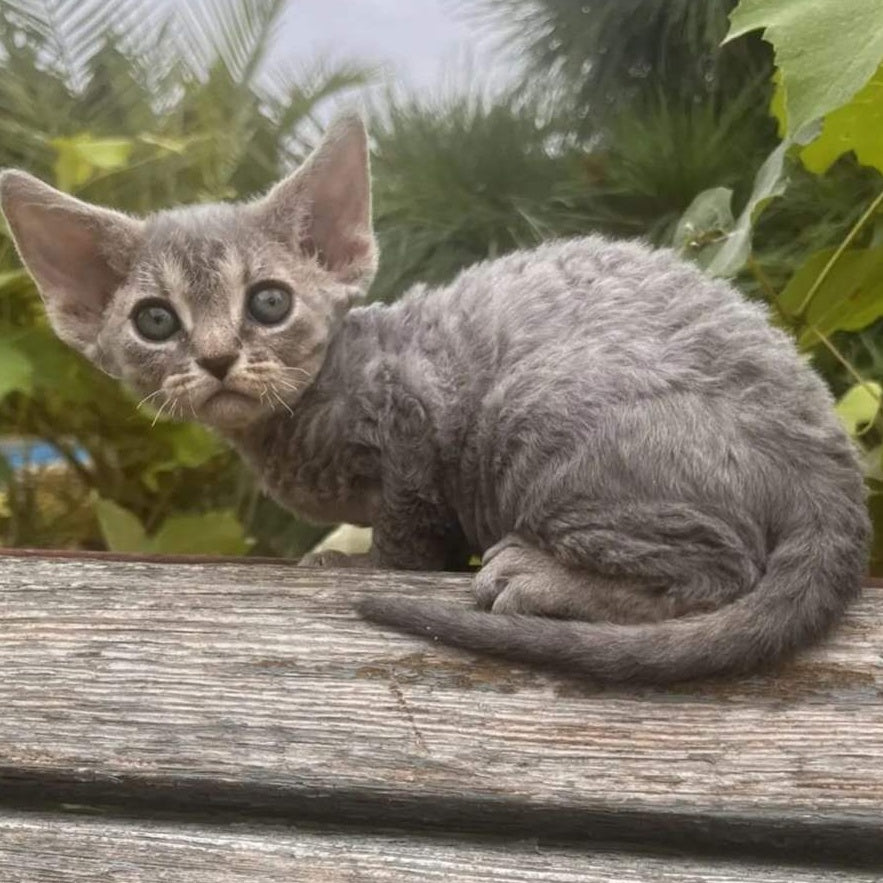 Stiksi Devon Rex female, blue tabby