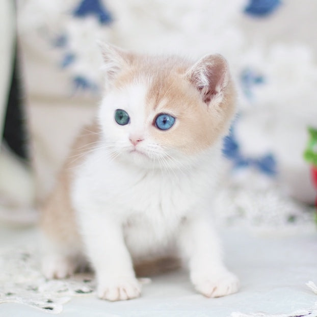 Charlis British Shorthair male, blue golden shaded