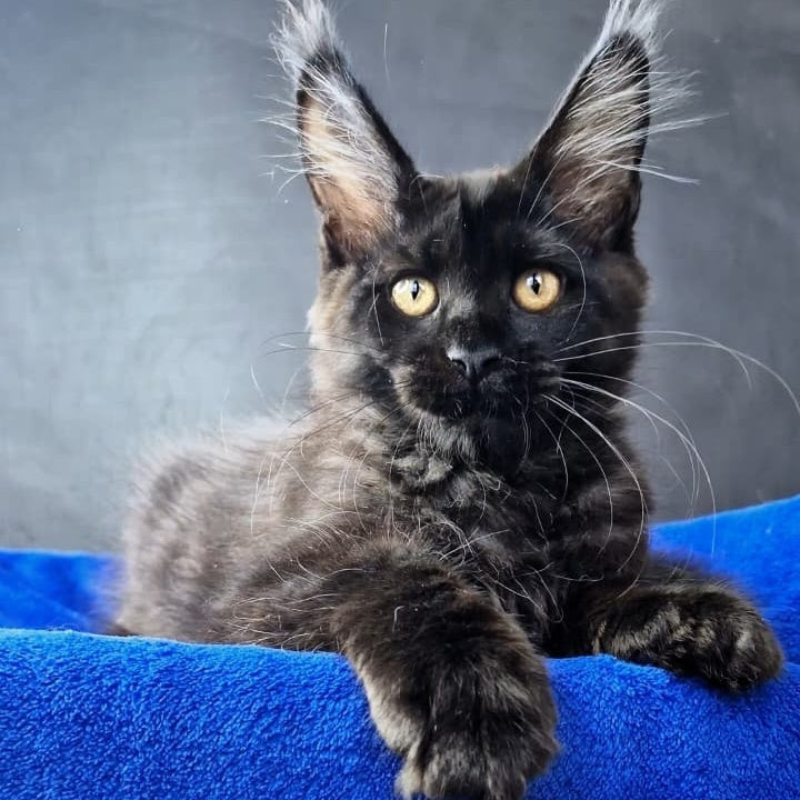 Kira Loren Maine Coon female, black