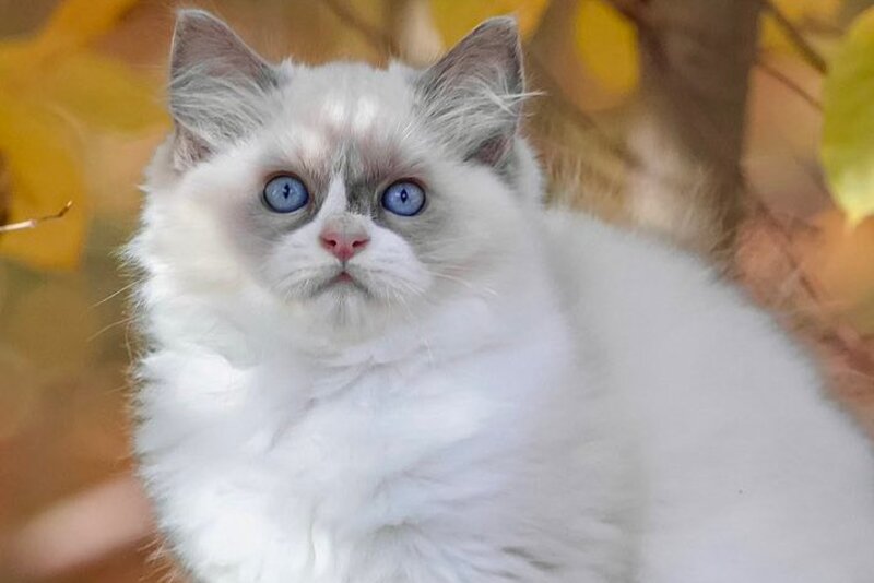 Ninja Ragdoll male, blue bicolour