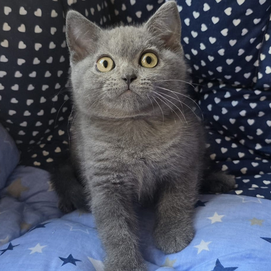 Veniamin British Shorthair male, blue