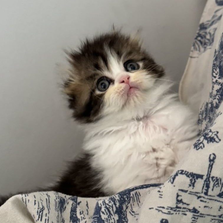 Kash Scottish Fold female, black tabby bicolour