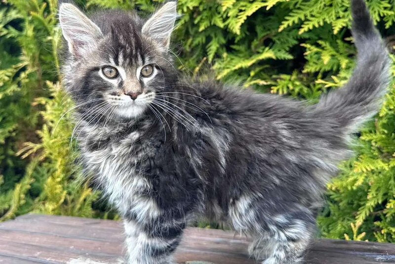 Georgina Maine Coon female black spotted tabby - live animals