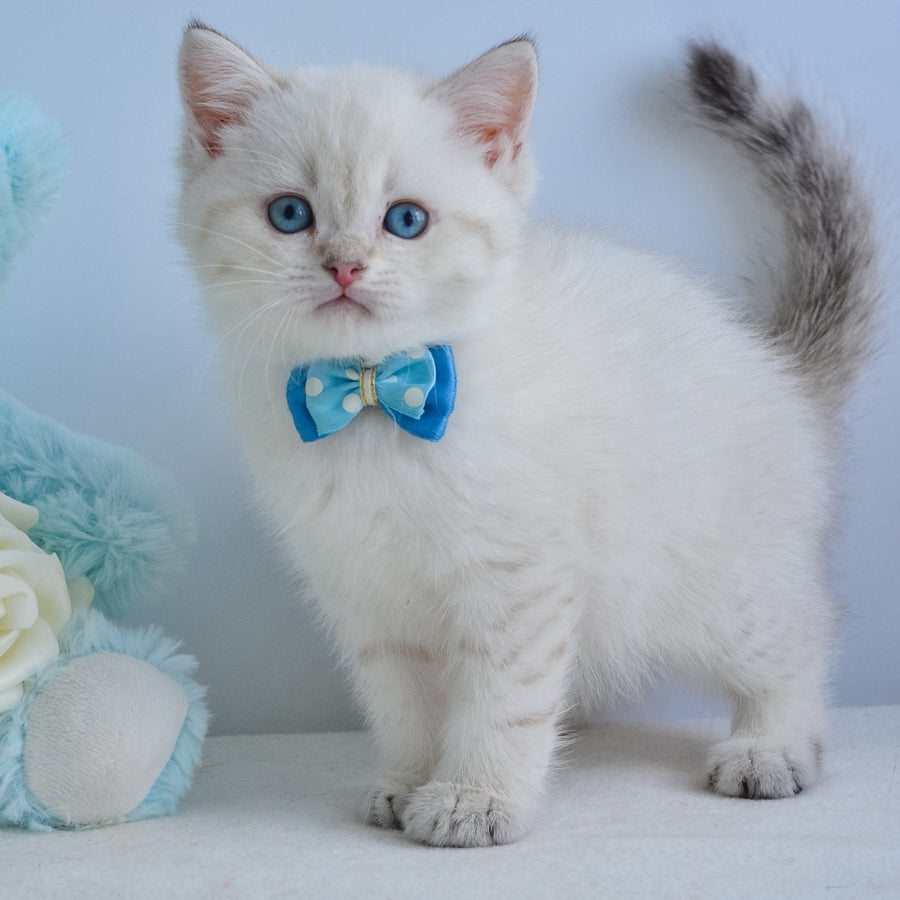 Iman British Shorthair male, black golden tabby pointed