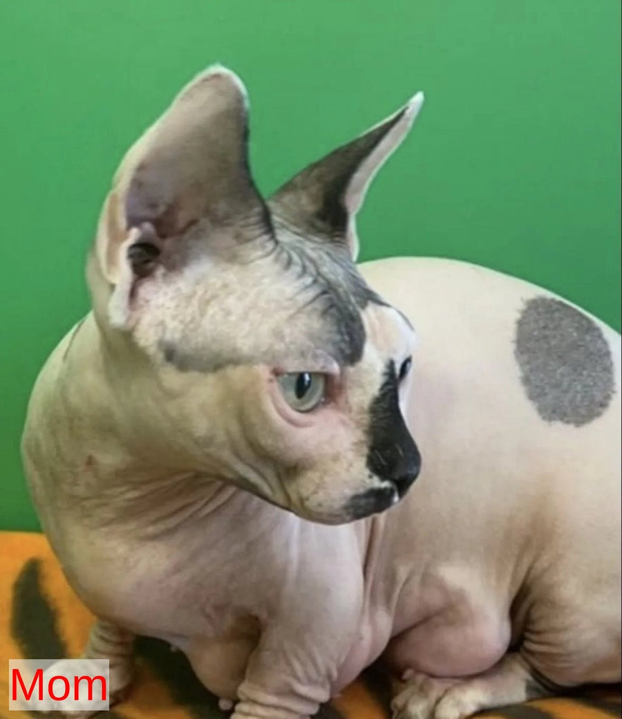 Richi Bambino male black pointed - live animals