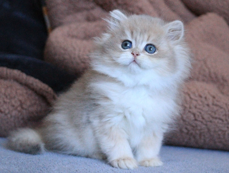Multic British Longhair male blue golden shaded - live animals