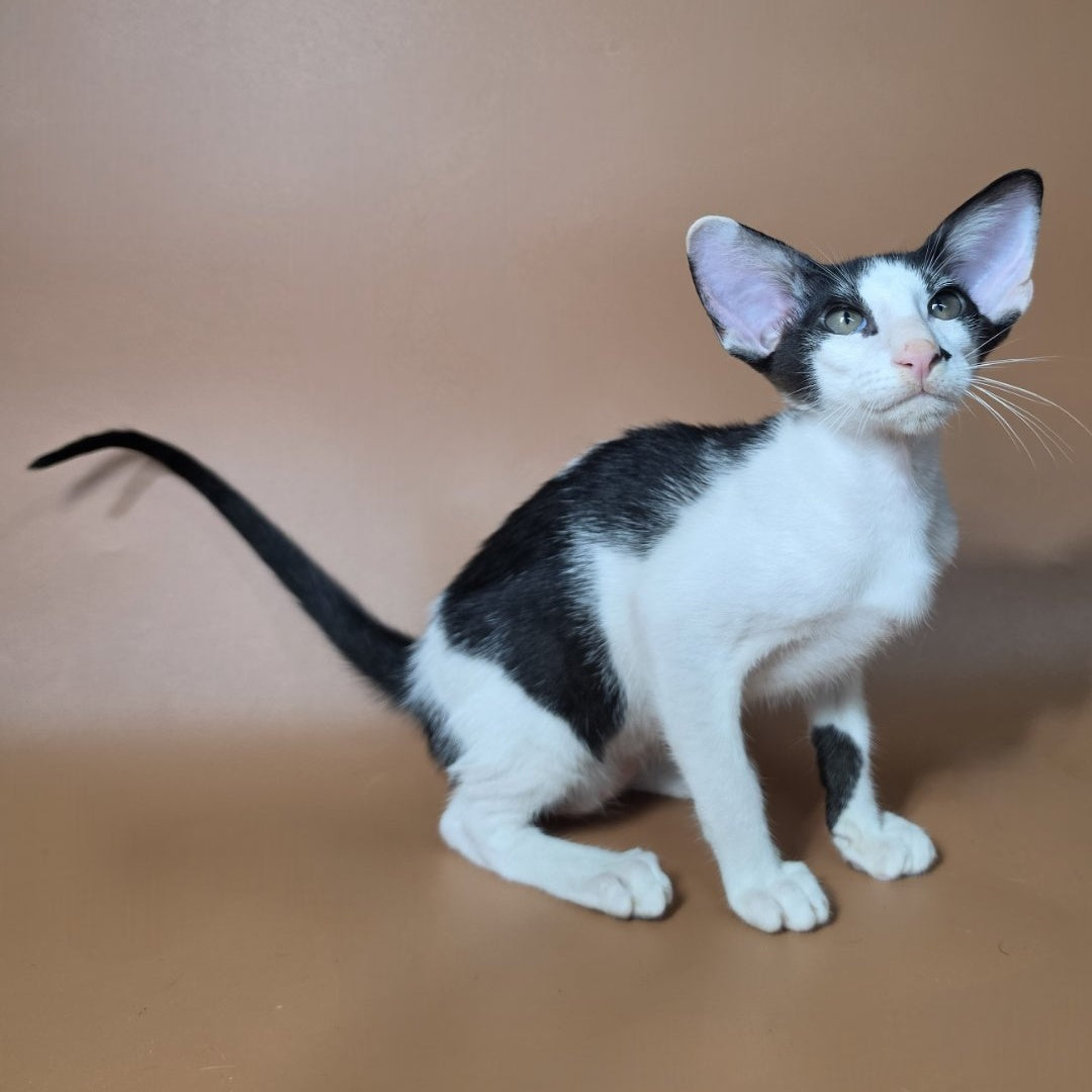 Asher Oriental Shorthair male, black bicolour