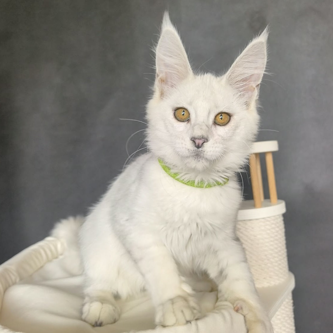 Wilma Maine Coon female, black silver chinchilla