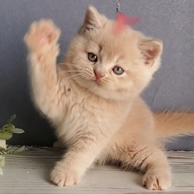Dionis British Shorthair male, cream