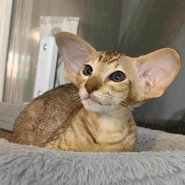 Plamya Oriental Shorthair female, chocolate tortie spotted tabby