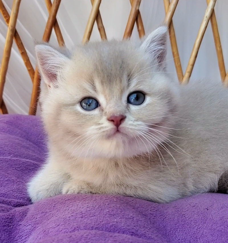 Woody British Shorthair male, lilac golden ticked tabby