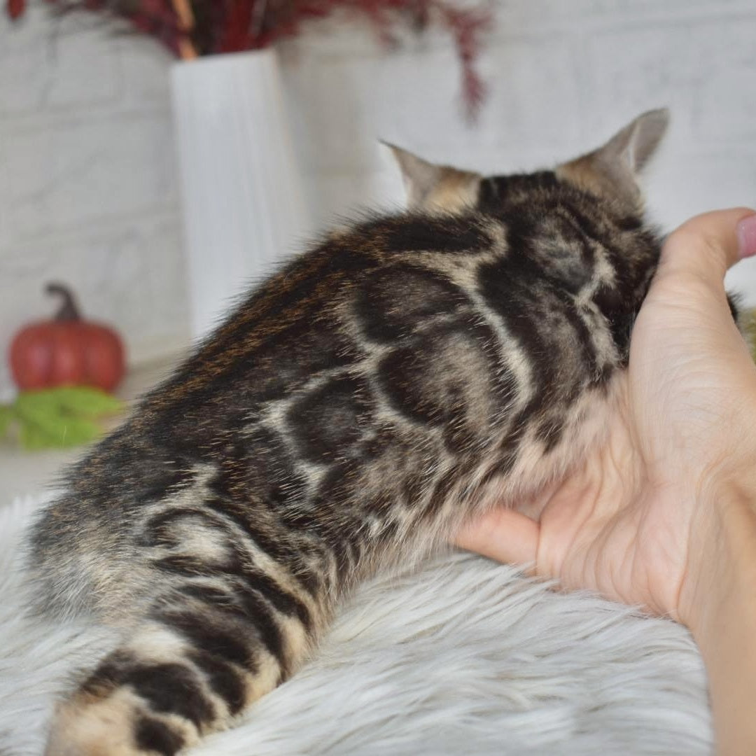 Bubi Bengal male, black spotted tabby