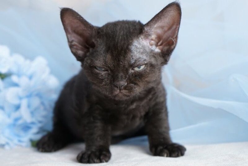Oniks Devon Rex male, black