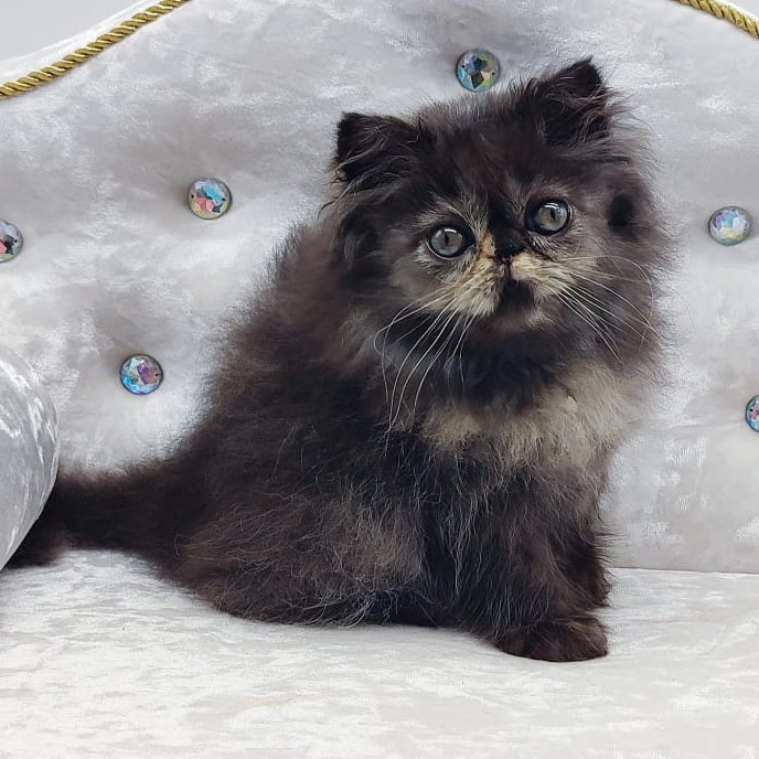Lily Persian female, black tortie