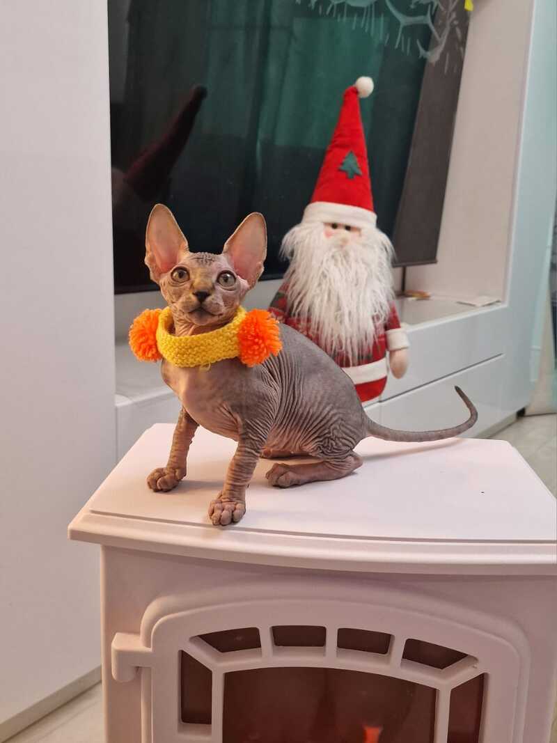 Daily Canadian Sphynx female black tabby - live animals