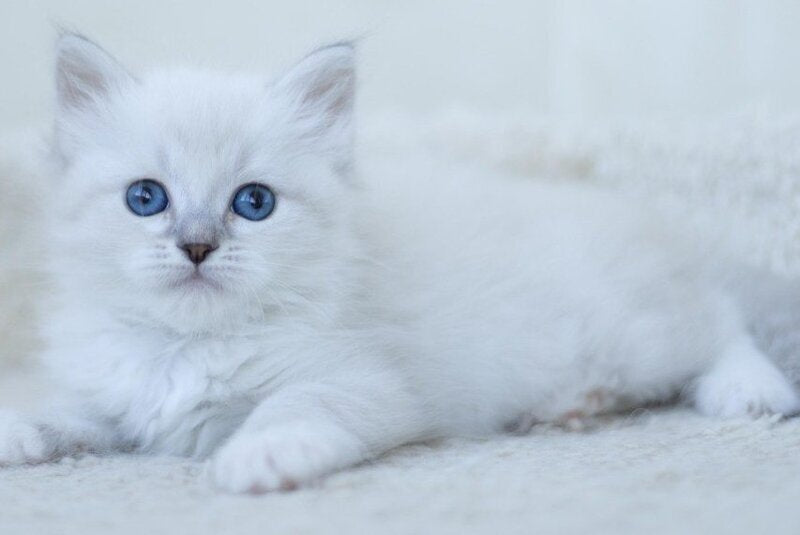 Hurma Siberian female, blue with white tabby pointed