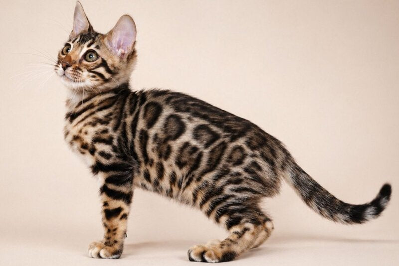 Azura Bengal female black spotted tabby - live animals