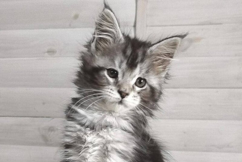 Juliet Maine Coon female black silver tabby - live animals