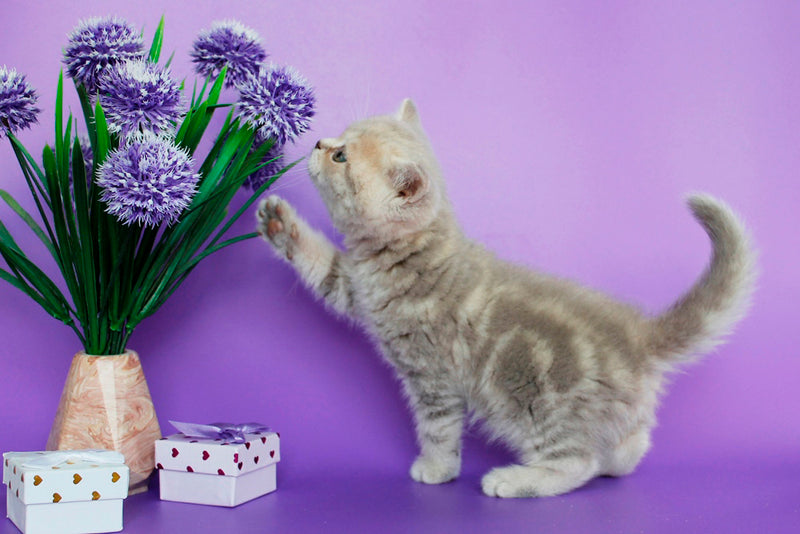 Sapphir British Shorthair male, lilac tabby