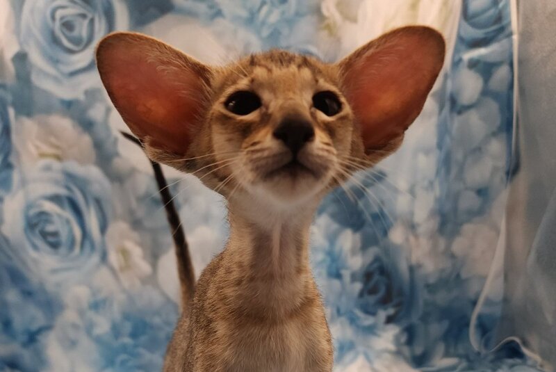 Pollyanna Oriental Shorthair female, black tortie spotted tabby
