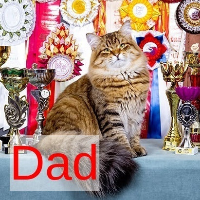 Klim Siberian male, black spotted tabby