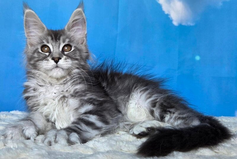Perenne Maine Coon female, black silver tabby