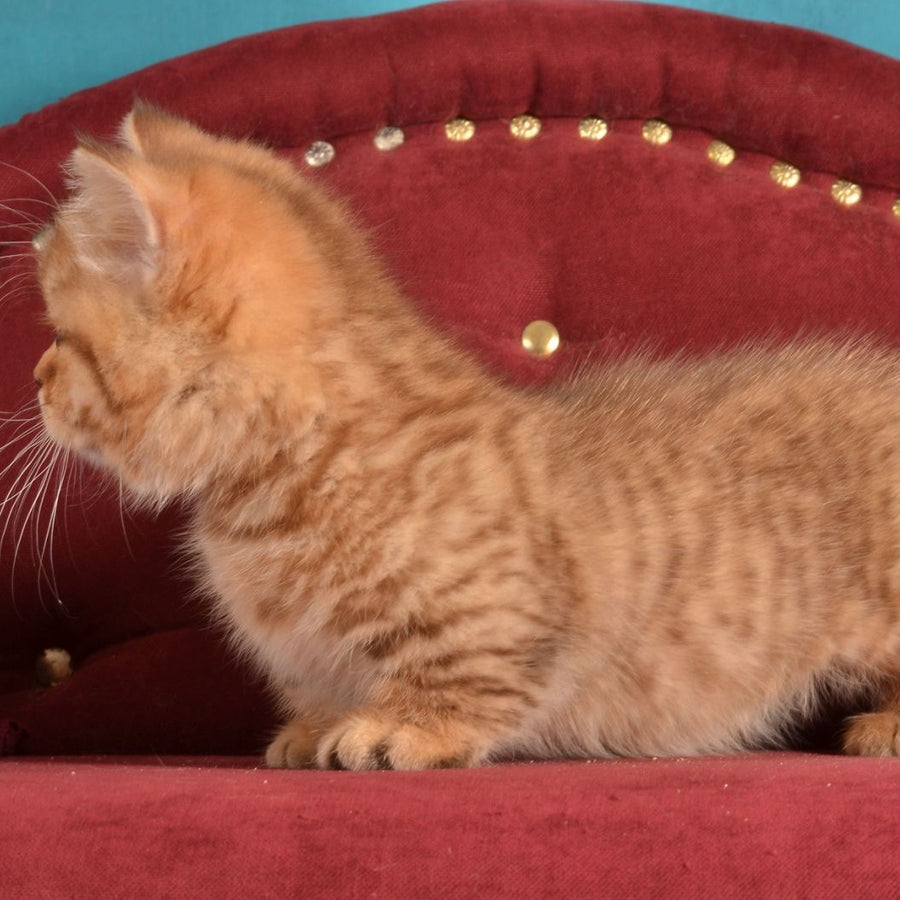 Holly Munchkin female, chocolate spotted tabby