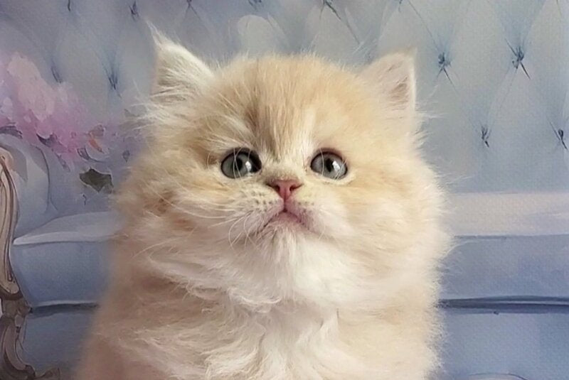 Plush British Longhair male blue golden chinchilla - live animals