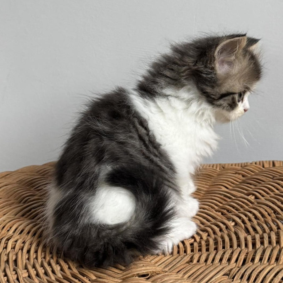 Kipish Scottish Straight male, black tabby bicolour