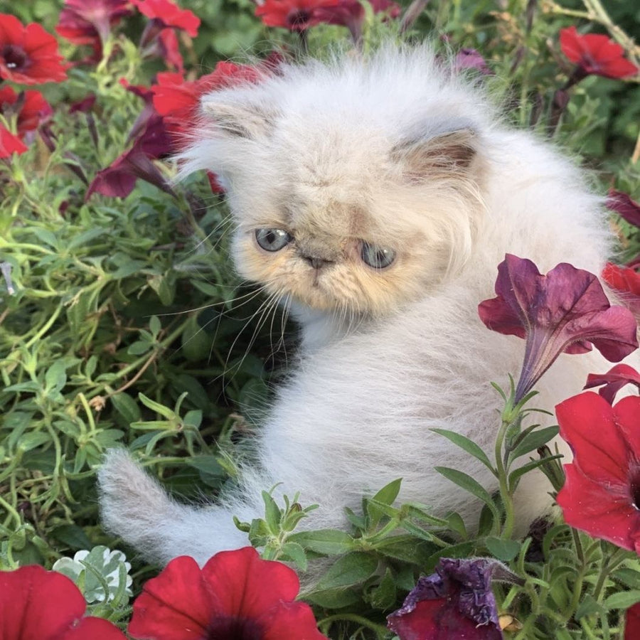Bruno Persian male, blue pointed