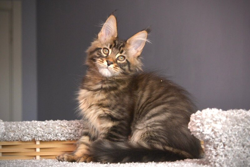 Whitewood Maine Coon male black tabby - live animals