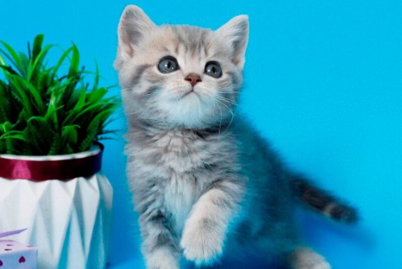 Raphael British Shorthair male, blue spotted tabby