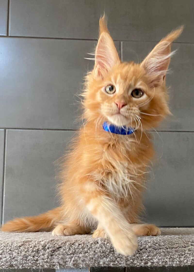 Winnipeg Maine Coon male, red tabby