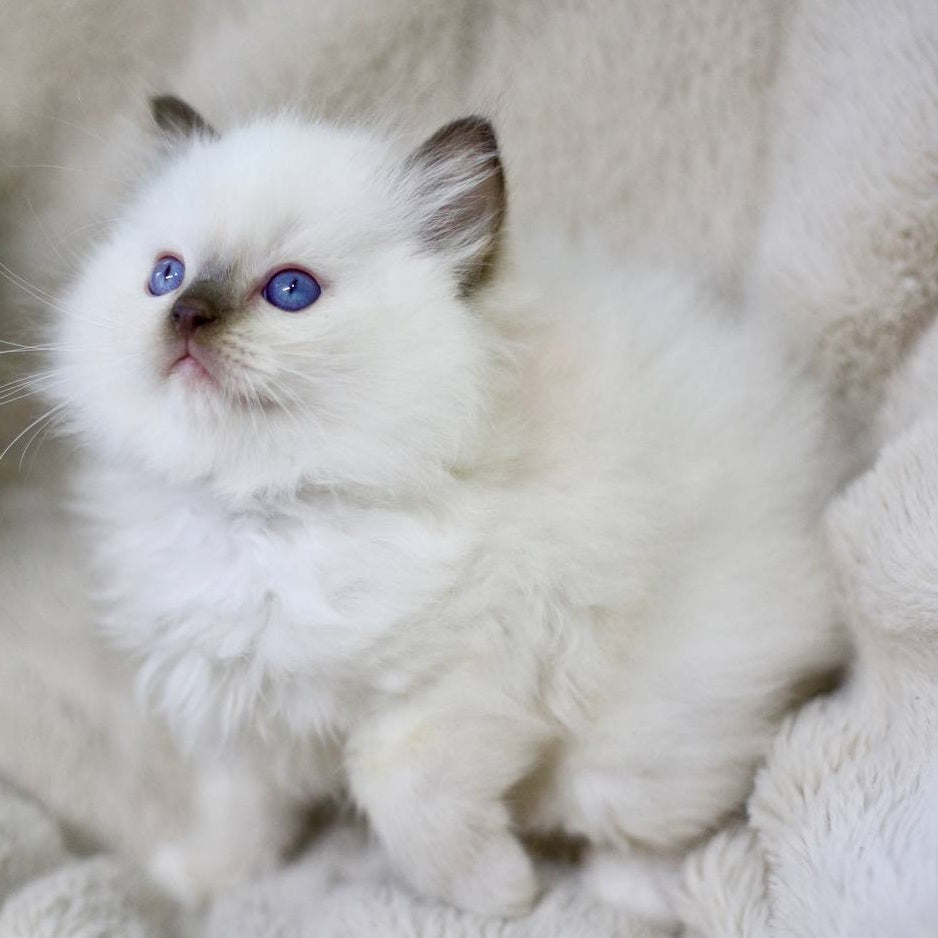 Kimi Ragdoll male, black mitted