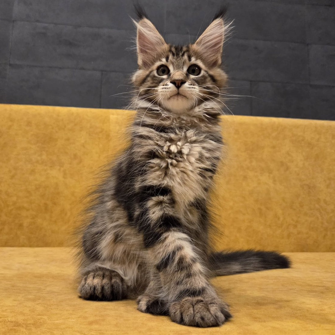 Rostislav Maine Coon polydactyl 6x6x6x6 male, black tabby