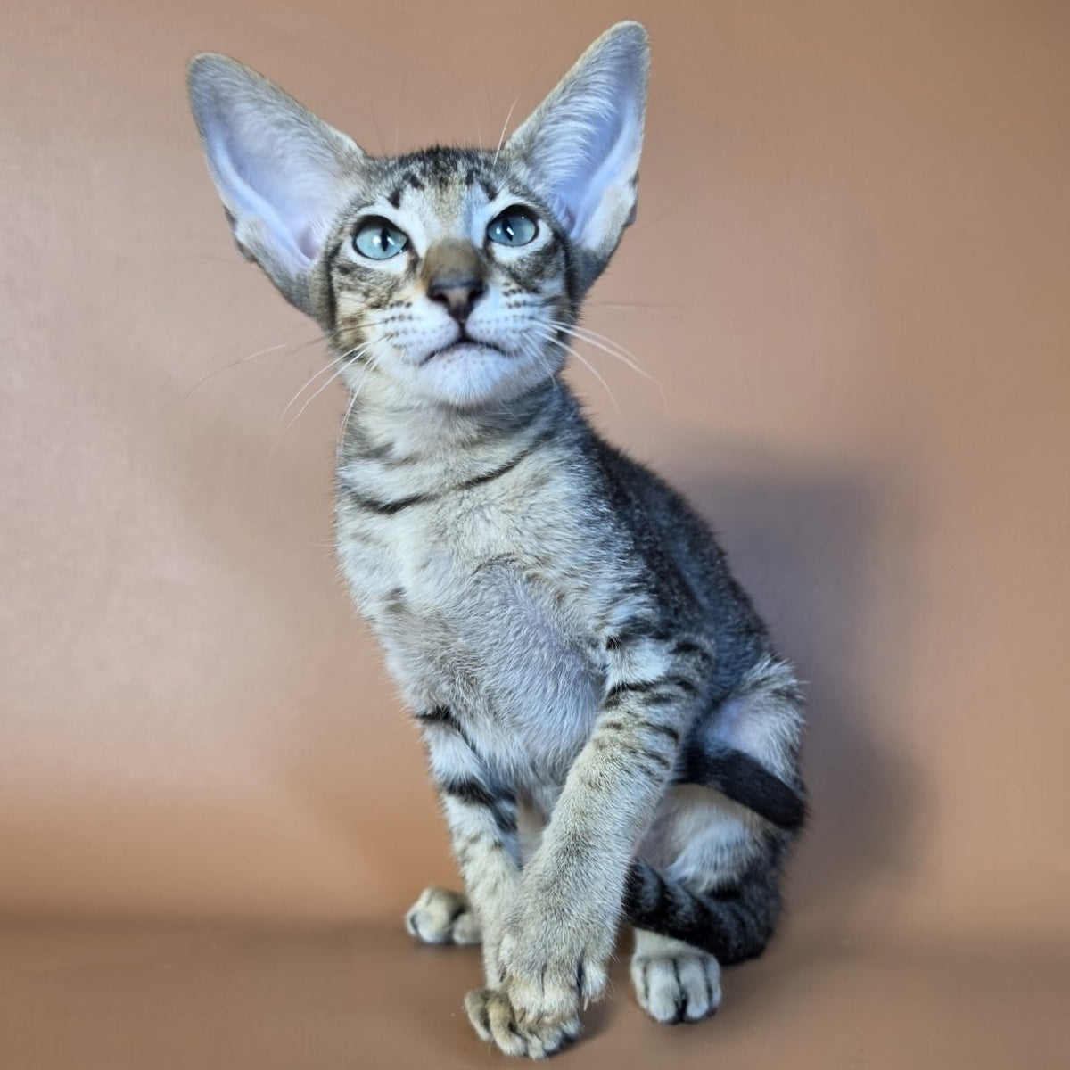Gabriel Oriental Shorthair male, black spotted tabby
