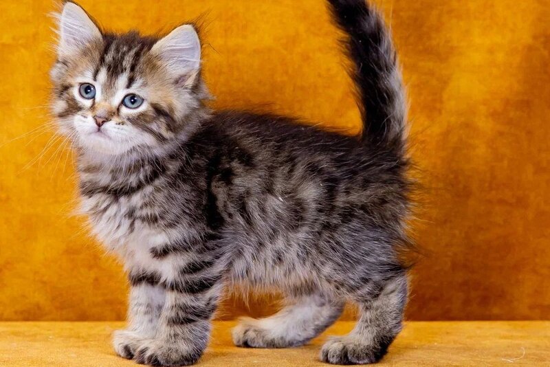 Gefest Siberian male, black spotted tabby