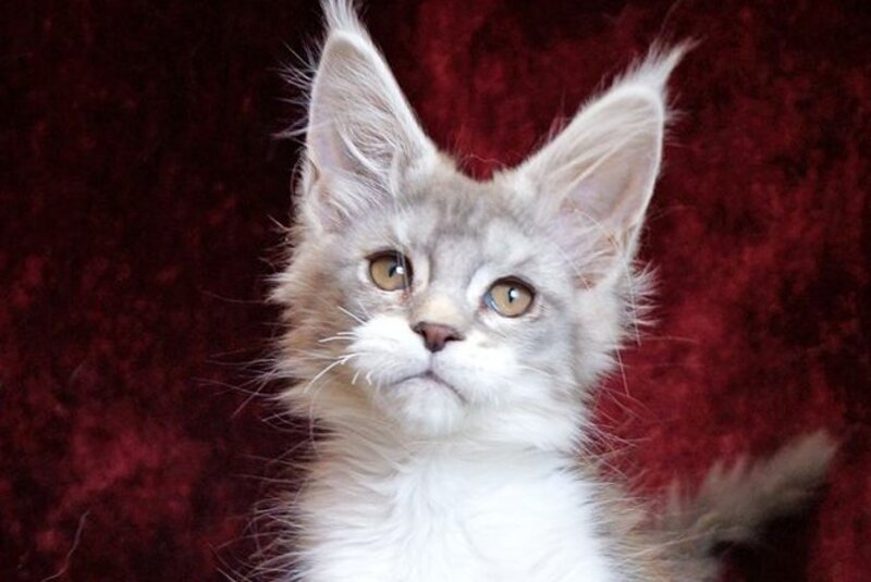 Korol Maine Coon male blue silver bicolour tabby live animals