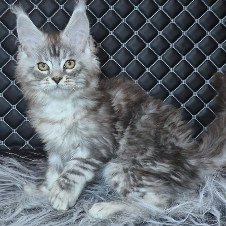Bourbon Maine Coon polydactyl 5x5x5x5 male, black silver tabby